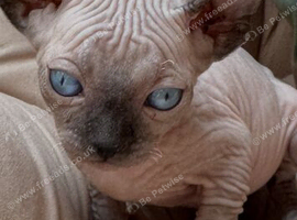2, 7 week old Sphynx kittens for sale