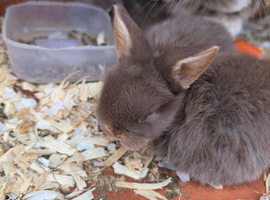 Mini lop babies