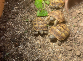 Spur Thigh Tortoises&rsquo;s