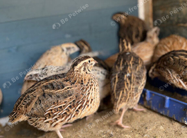Quails