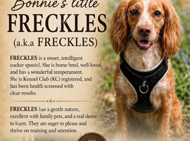 Waiting list now open for working cocker spaniel puppies