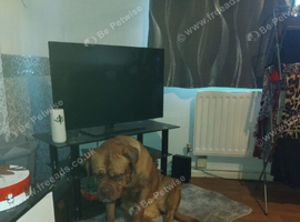 Lola needing a new home