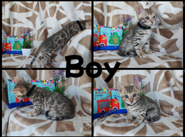 Bengal kittens - 2 grey boys available