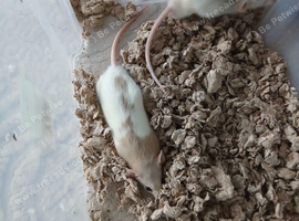 Rats