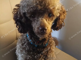 KC Reg Brown Toy Poodle For Stud