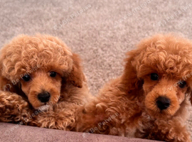 Beautiful toy poodles ready now