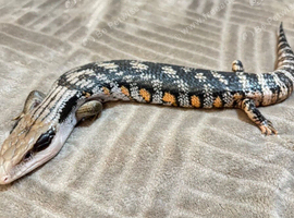 Eastern Blue Tongue Skink