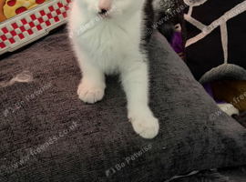 3 mixed kittens available