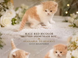 GCCF Registered Last Boy Available