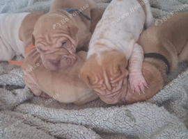 Adorble shar pei pups