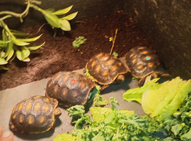 red footed baby tortioses