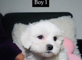 Purebred Maltese puppies with Korean bloodlines on the sire&rsquo;s side.