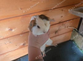 Beautiful baby Ginuea pigs for sale