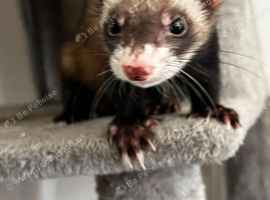 Female and male micro ferrets for sale