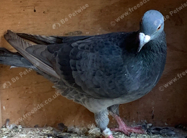 Rare Slaty coloured check racing racer pigeon RPRA ring