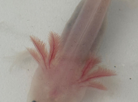 Axolotls