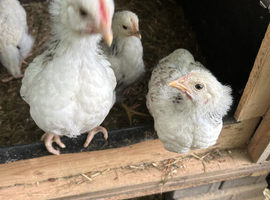 Light Sussex 4week old Roosters Free to good home