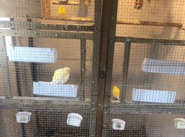 3 Chinese Quail for Sale