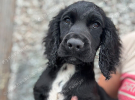 Last boy left beautiful cocker spaniel puppy