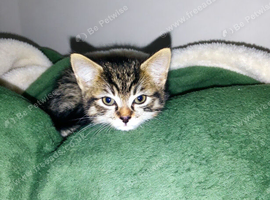 Kitten