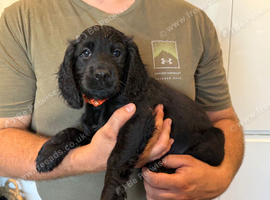 Working Cocker Spaniel Puppies for sale