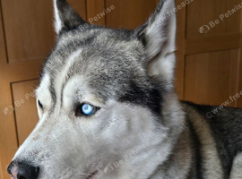 Siberian Husky available for stud only