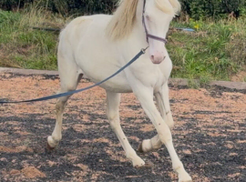 Cremello filly to make 15.2