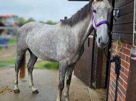 Lovely Irish Sports Horse Gelding