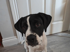 Pippa looking for new home