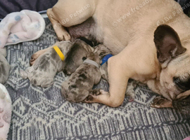 French bulldog puppy