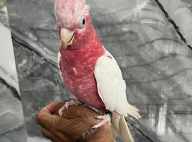 Friendly Baby HandReared Super Tame Cuddly Lutino Galah Parrot,31