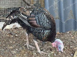 Turkeys for sale male & female 6 months old
