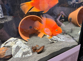 Bonded pair blood parrots