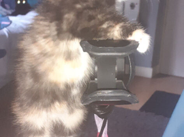 Kitten for sale
