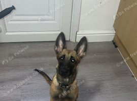 14 week old Belgian Malinois puppy