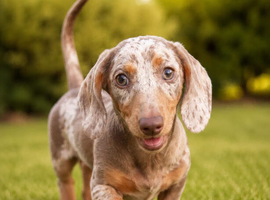 Male sausage for sale