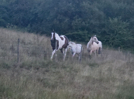 Connemara Gelding