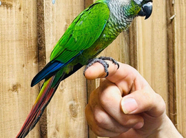 Green cheek conure