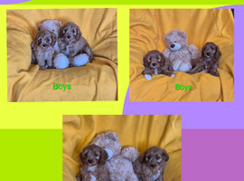 Beautiful health checked Cavapoo Puppies