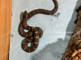 Russian Rat Snake Hatchlings