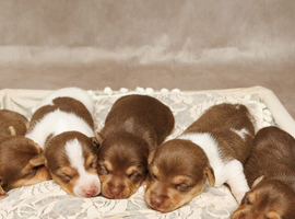 Stunning chocolate mini Jack Russells