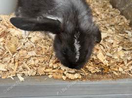 Mini lops