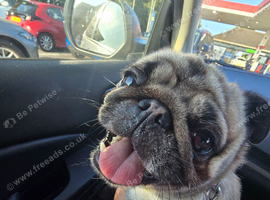 Pug for stud