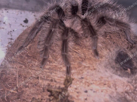 Curly haired tarantula