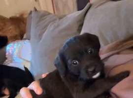 Patterpoo puppy