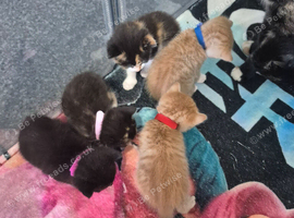 Sushi's litter