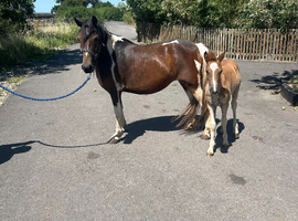 Lovely mare and filly foal for sale