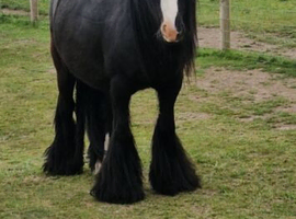 Gorgeous mare and foal together ️