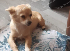Chihuahua cross Pomeranian dog. Boy dog &pound;600