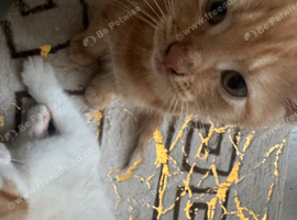 Full ginger boy kiten
